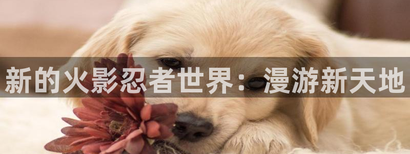 虫虫漫画怎么免费观看：新的火影忍者世界：漫游新天地
